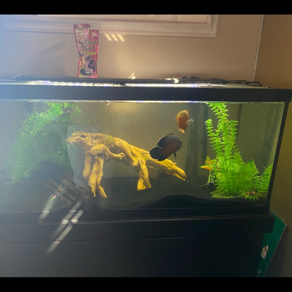 75 gallon fish tank with stand and filter